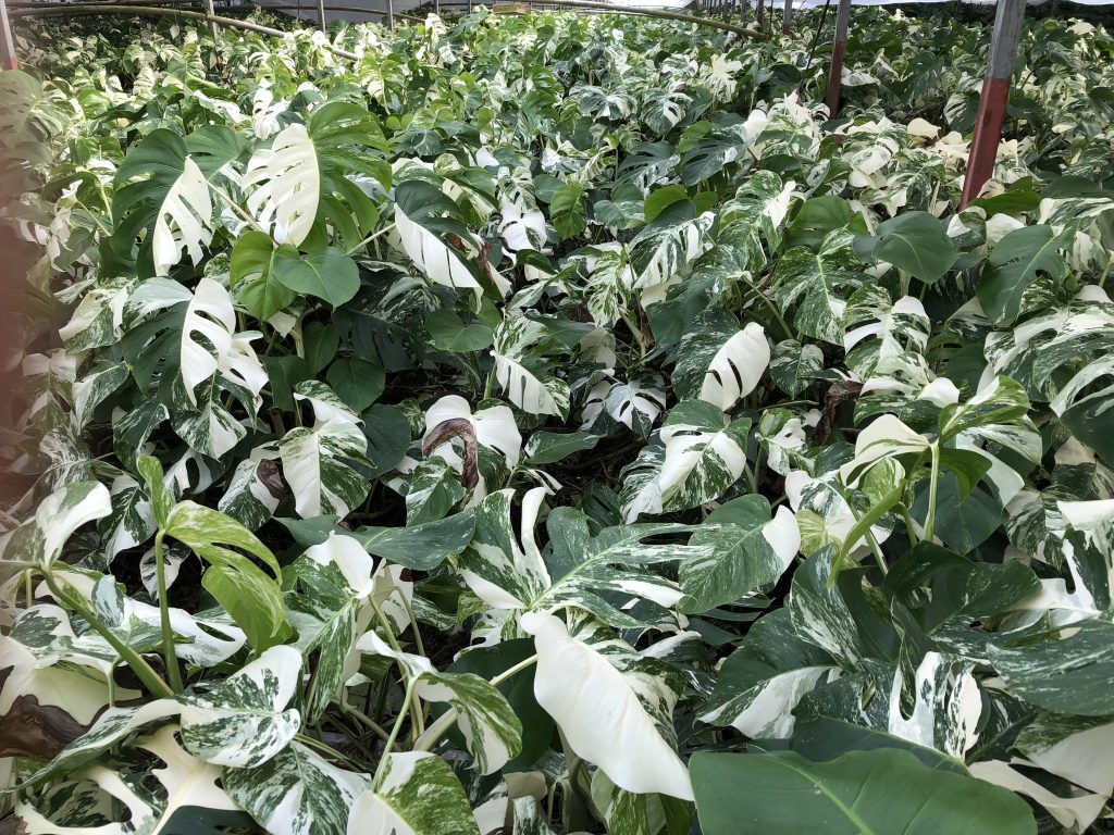斑入り モンステラ ボルシギアナ ハーフムーン Varigated Monstera 